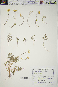 Ranunculus fascicularis image