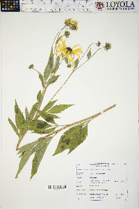 Rudbeckia subtomentosa image