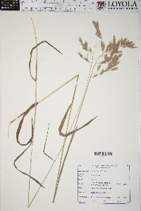 Bromus kalmii image