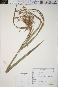 Bromus latiglumis image