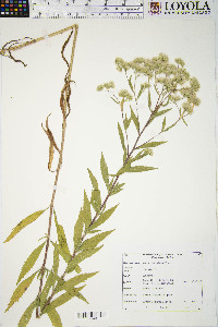 Eupatorium altissimum image