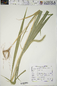 Setaria viridis var. major image