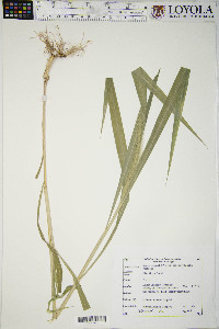 Setaria viridis var. major image