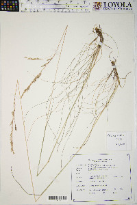 Festuca ovina image