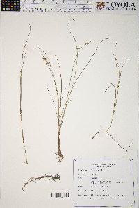 Juncus nodosus image