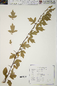 Crataegus phaenopyrum image