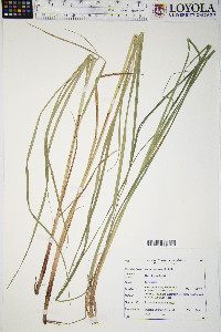 Carex trichocarpa image