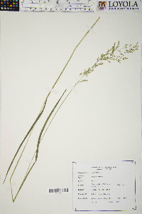 Poa trivialis image