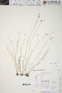 Juncus nodosus image