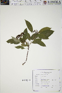 Cornus sericea subsp. sericea image