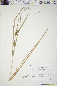 Carex trichocarpa image