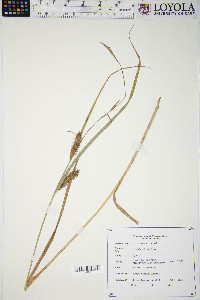 Carex trichocarpa image