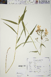 Phlox glaberrima image