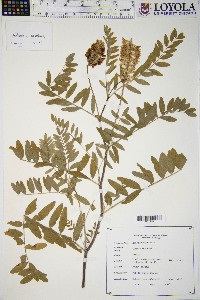 Astragalus canadensis image