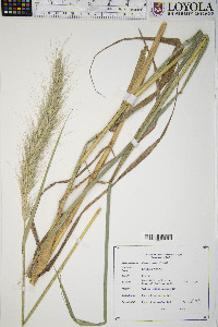 Elymus riparius image