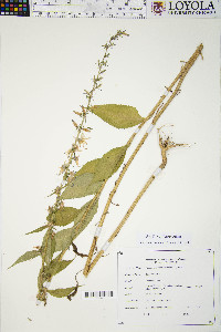 Campanulastrum americanum image