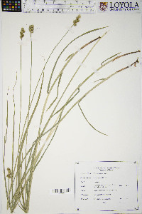 Carex normalis image