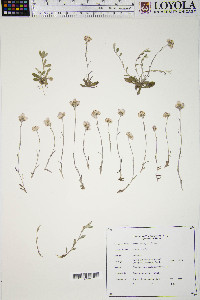 Antennaria neglecta image