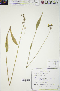 Hieracium caespitosum image