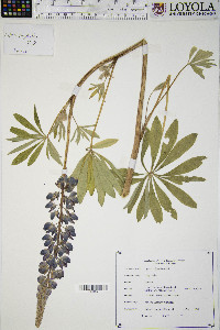 Lupinus polyphyllus image