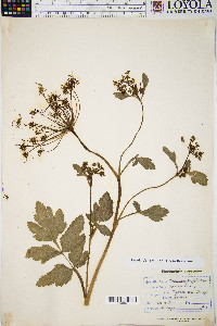 Thaspium trifoliatum image