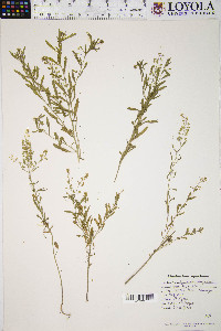 Lepidium campestre image