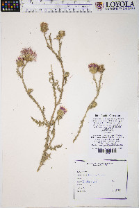 Carduus crispus image