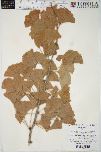 Ginkgo biloba image