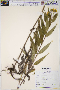 Helianthus grosseserratus image