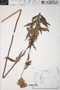 Symphyotrichum firmum image