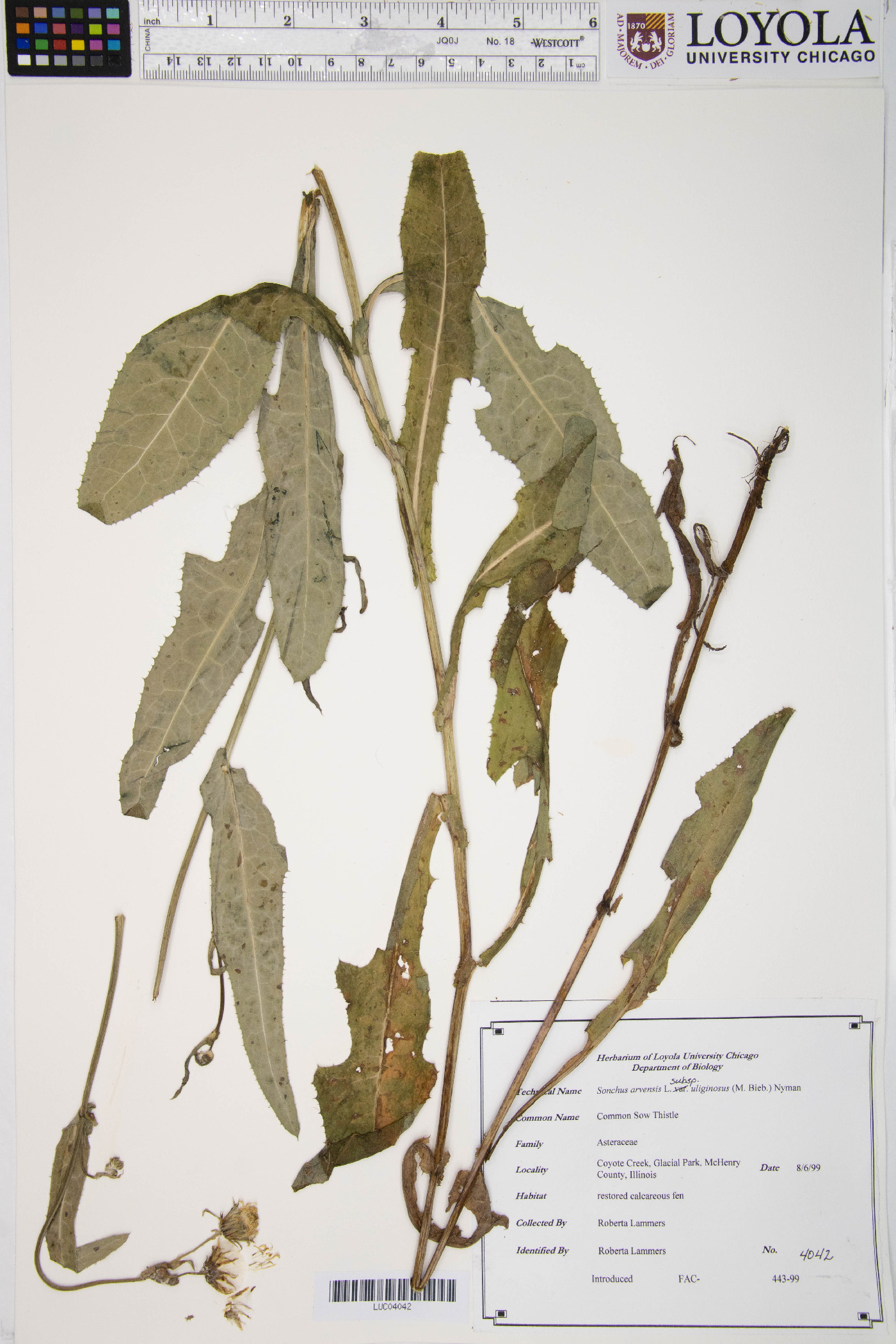 Sonchus arvensis subsp. uliginosus image