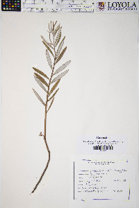 Andromeda polifolia var. latifolia image