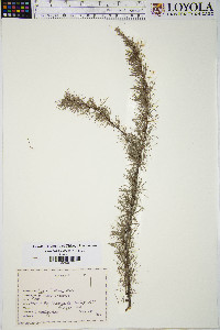 Larix laricina image