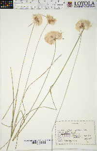 Eriophorum spissum image