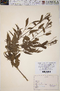Verbena x blanchardii image