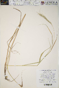 Elymus riparius image