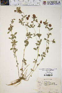 Trifolium aureum image