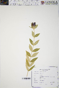 Gentiana andrewsii image