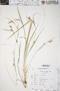 Carex tetanica image