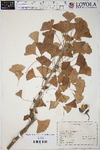 Ginkgo biloba image