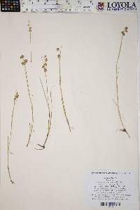 Juncus nodosus image