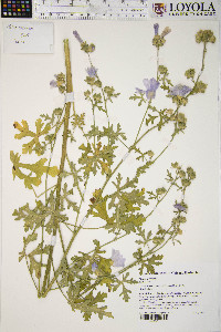 Malva moschata image