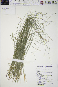 Carex radiata image