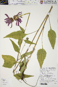 Echinacea purpurea image