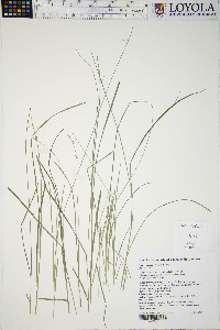 Carex radiata image