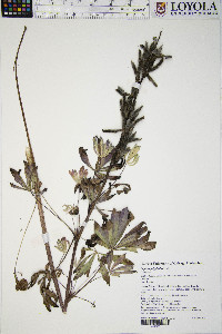 Lupinus polyphyllus image