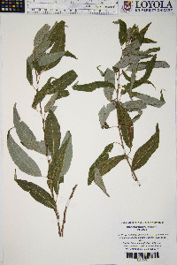 Salix amygdaloides image