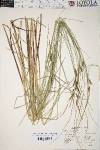 Carex lenticularis image