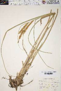 Carex rostrata image