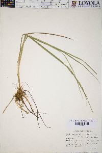 Carex paupercula image